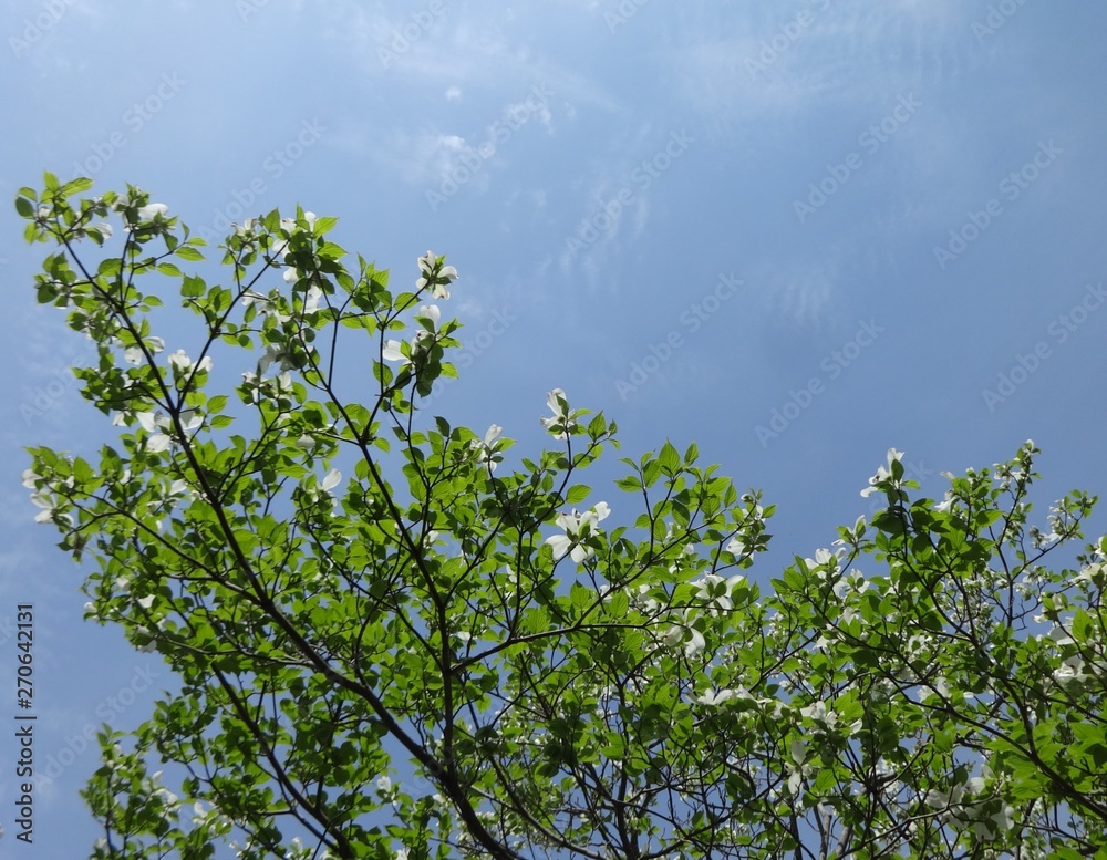 Dogwood branches with spring sky Dogwood branches with spring sky