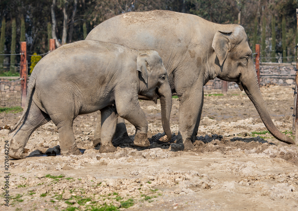 Naklejka premium Elephant
