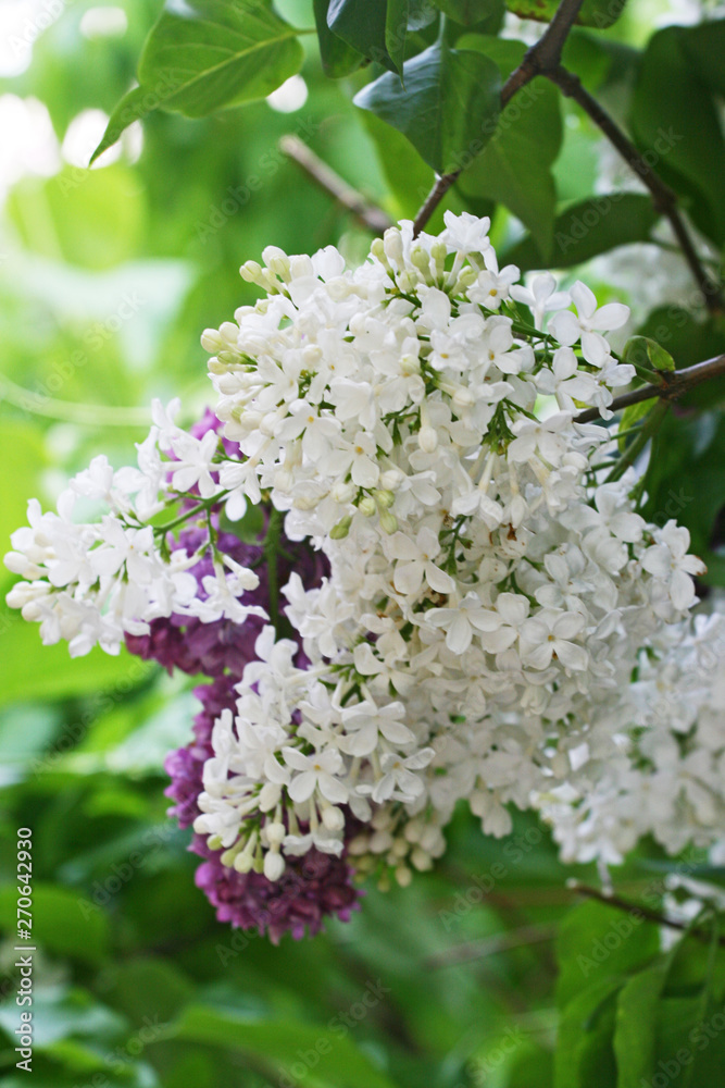 Lilac flowers are white and purple among foliage Lilac flowers are white and purple among foliage