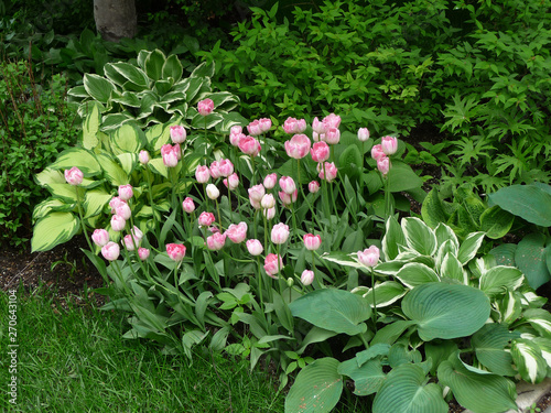 Border of hosta and tulips in the garden