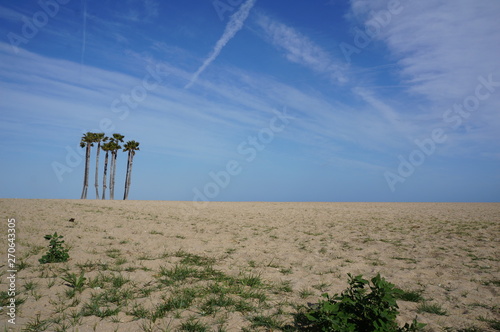 desert sandy landscape with several palm trees