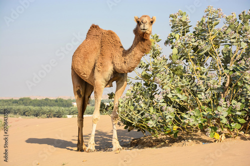 Camel walking in the desert