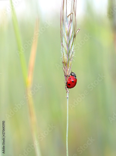  ladybug in a green corn field