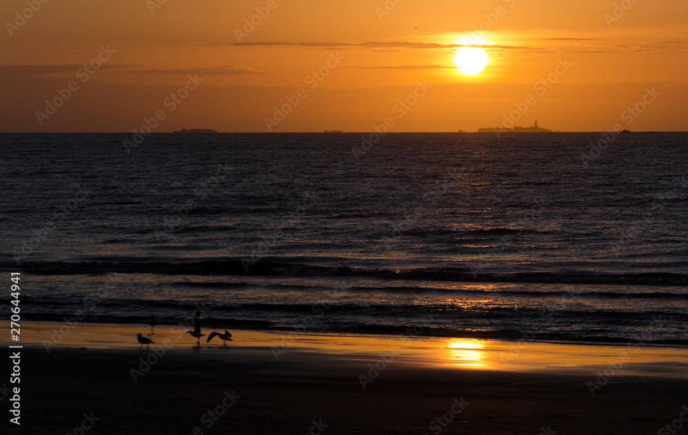 Seagulls at sunrise