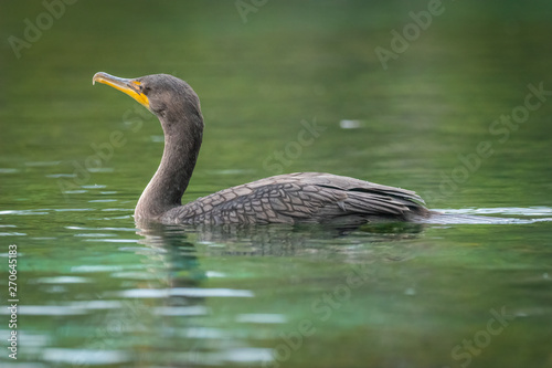 A Double-crested Cormorant (Phalacrocorax auritus) swimming on the Silver River in Silver Springs State Park in Florida.