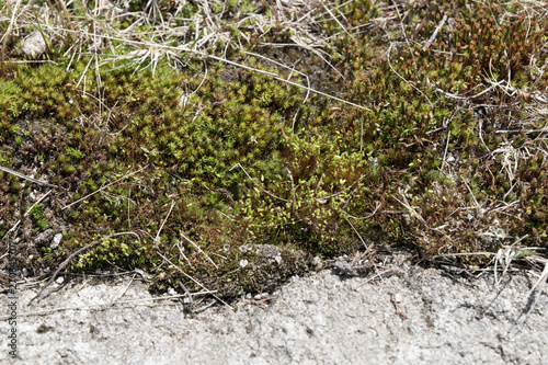 Half moss, half stone. Natural background texture