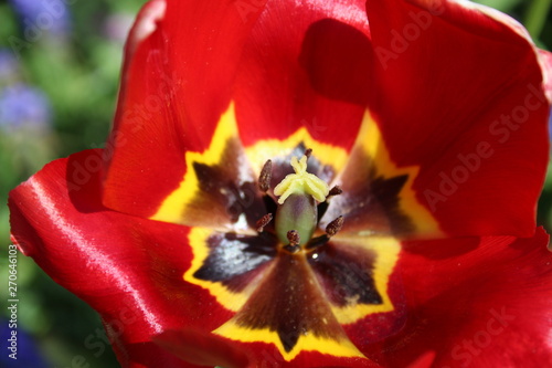 Top view of a full bloom tulip