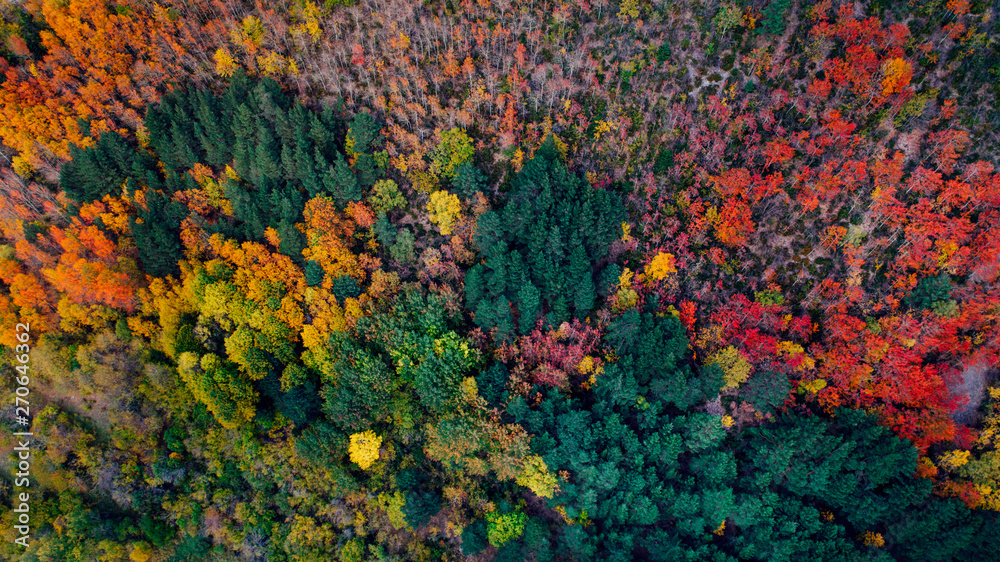 Aereal view of a forest in autumn Aereal view of a forest in autumn