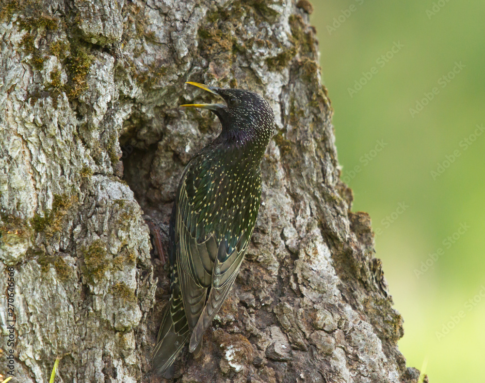 Fototapeta premium Common starling (Sturnus vulgaris) at the hollow