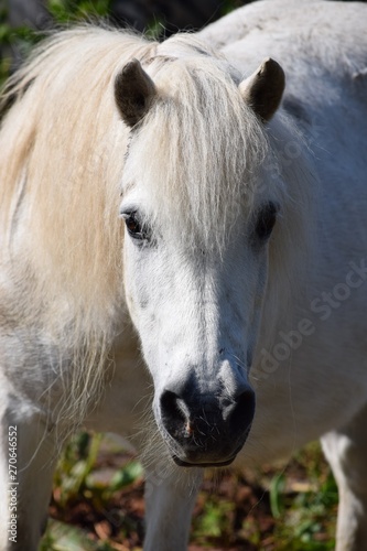 white Pony