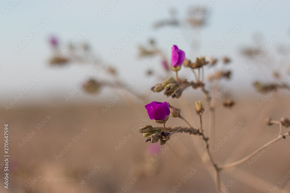 Flores del Desierto Florido Atacama Norte de Chile. Flowers of the Flowering Desert Atacama North of Chile Flores del Desierto Florido Atacama Norte de Chile. Flowers of the Flowering Desert Atacama North of Chile