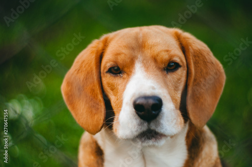 beagle looking with green background