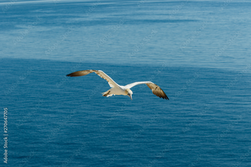 Fototapeta premium Weisser Seevogel fliegt über dem Meer