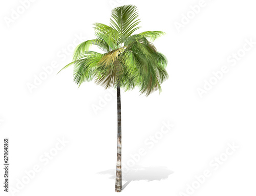 3D rendering - tall coconut tree  isolated over a white background use for natural poster or  wallpaper design  3D illustration Design.