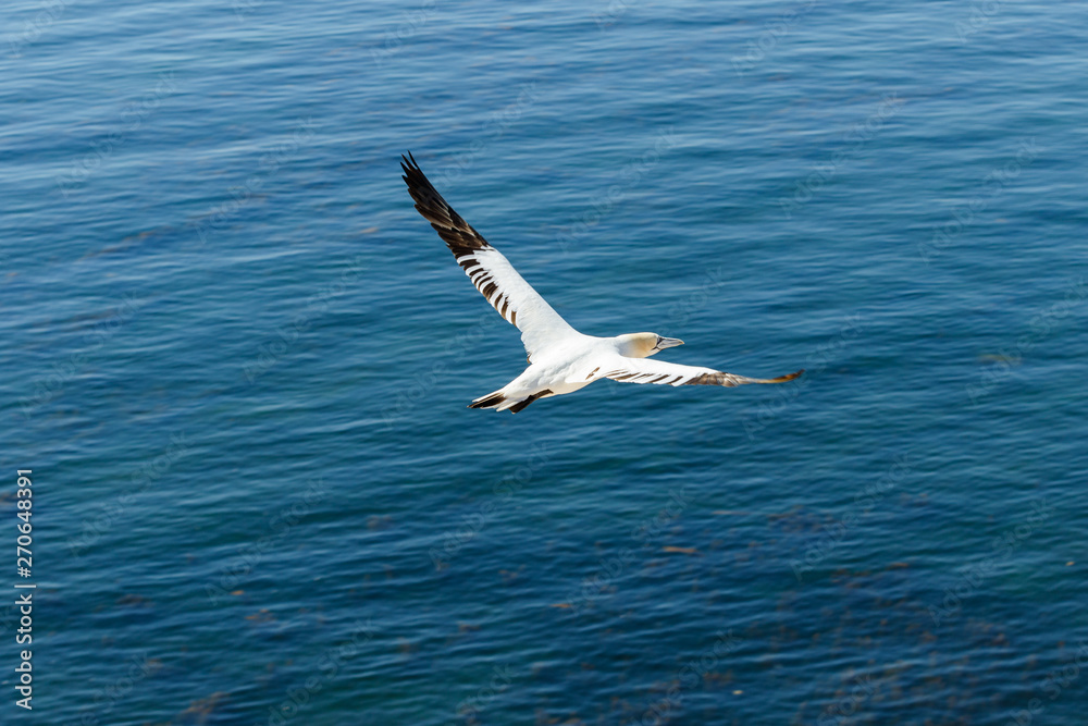 Weisser Seevogel fliegt über dem Meer Weisser Seevogel fliegt über dem Meer