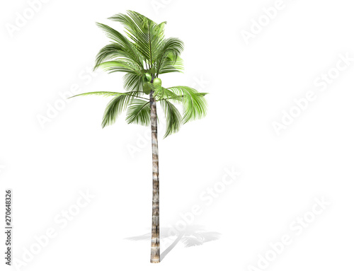 3D rendering - tall coconut tree  isolated over a white background use for natural poster or  wallpaper design  3D illustration Design.