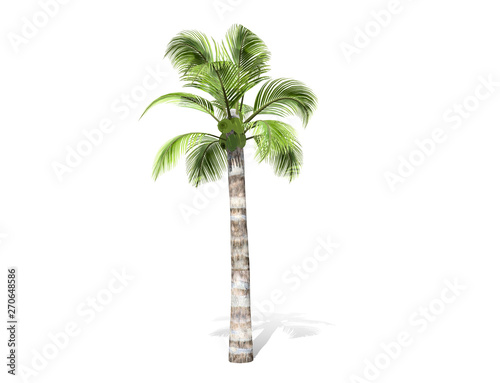 3D rendering - tall coconut tree  isolated over a white background use for natural poster or  wallpaper design  3D illustration Design.