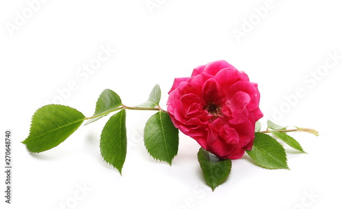 Red rose with twig and leaves isolated on white background