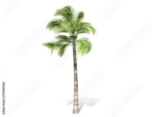 3D rendering - tall coconut tree  isolated over a white background use for natural poster or  wallpaper design  3D illustration Design.