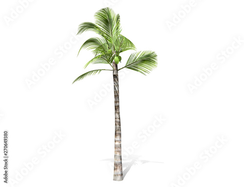 3D rendering - tall coconut tree  isolated over a white background use for natural poster or  wallpaper design  3D illustration Design.