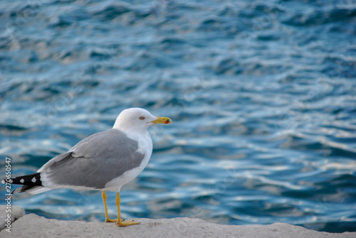 seagull against the water