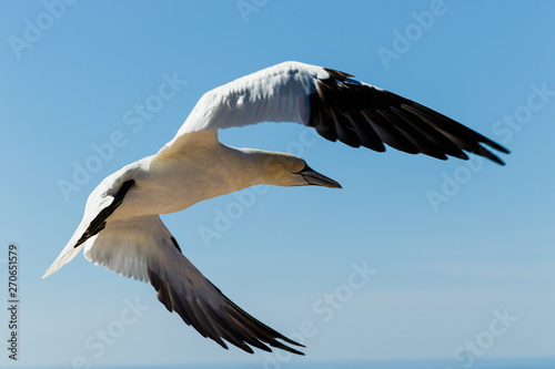 Nahaufnahme eines Seevogels der über dem Meer fliegt