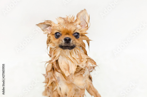 funny small dog pomeranian puppy taking a bath