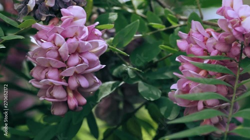 Pink acacia flower closeup .Robinia pseudoacacia tree bloom. 