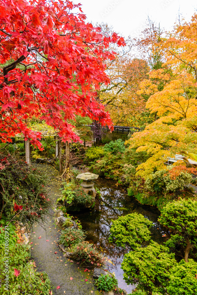 Acer Palmatium trees with red and orange foilage during autumn Acer Palmatium trees with red and orange foilage during autumn