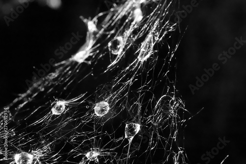 drops on a spiderweb