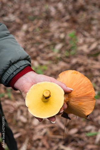 foraging for wild mushrooms, photo