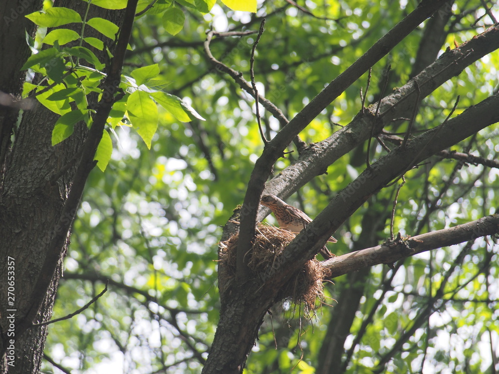 The thrush flew to the nest to feed the Chicks. The thrush flew to the nest to feed the Chicks.