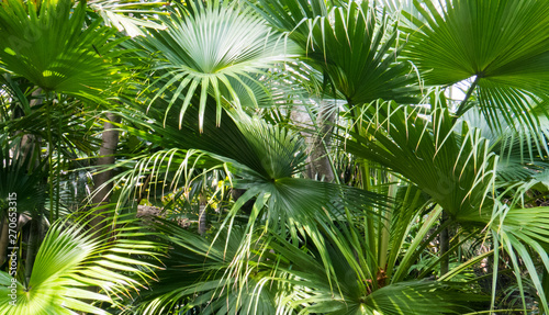 A lot of tropical leaves with long green stripes in the bright sunlight. Nassau  The Bahamas