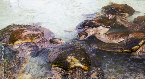 Many sea turtles swimming in the warm water of the Bahamas.	