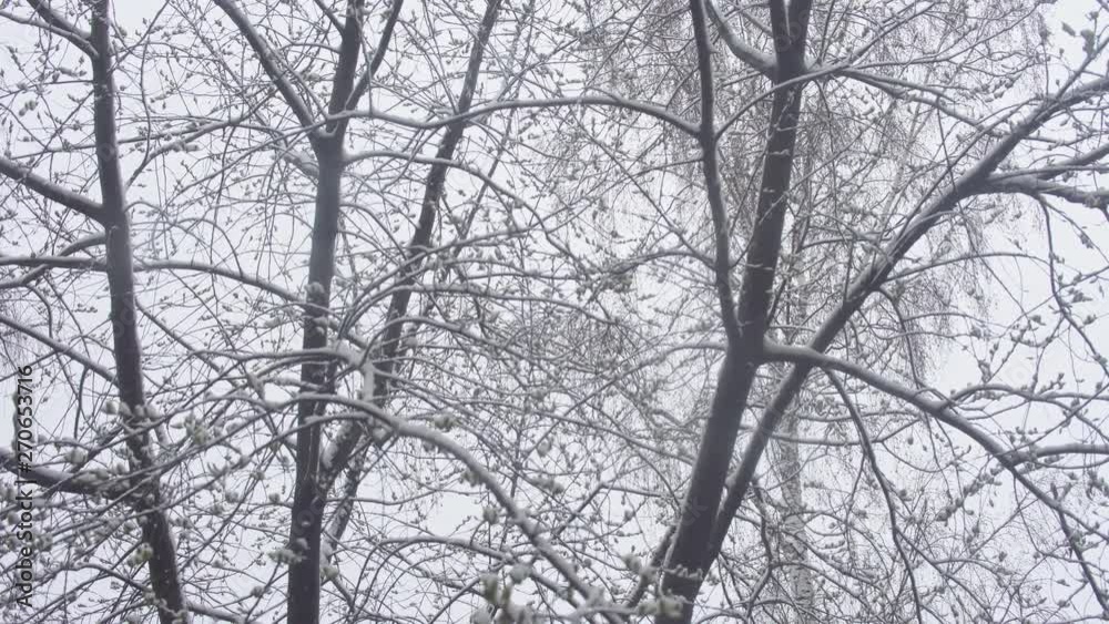 Wet cold snow comes and clings to the branches of trees with small young green leaves. Concept spring freezing how naturals disaster. Wet cold snow comes and clings to the branches of trees with small young green leaves. Concept spring freezing how naturals disaster.