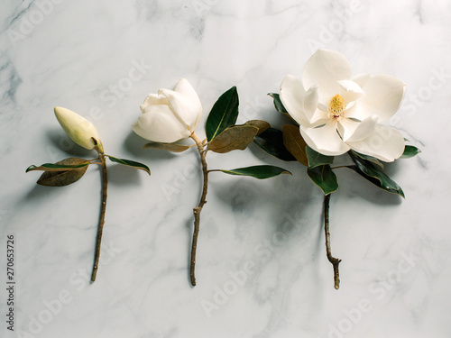 Three magnolia blooms