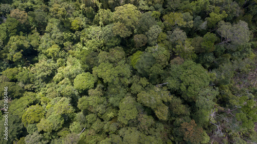 scenary rain forest from aerial