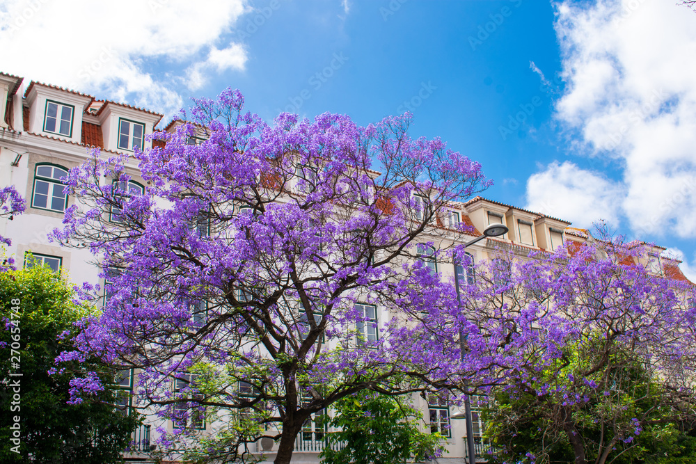 Jacaranda Mimosifolia Beautiful purple tree against white building and Blue sky, Faro, Algarve Portugal