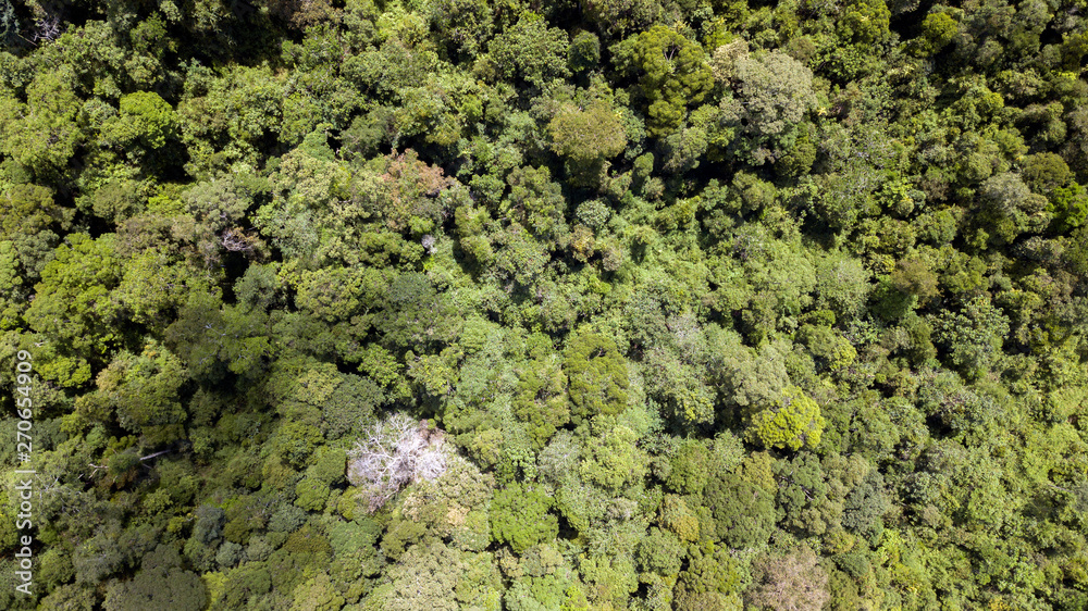 scenary rain forest from aerial scenary rain forest from aerial