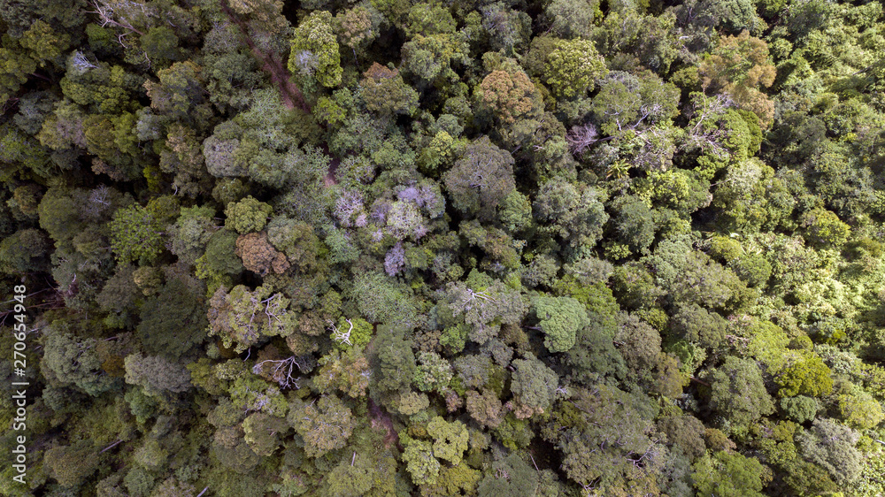 scenary rain forest from aerial scenary rain forest from aerial