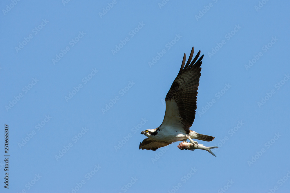 Osprey flying with fish, Florida Osprey flying with fish, Florida