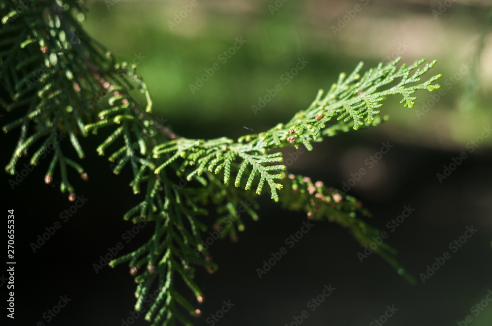 Spring time. Blossom plants closeup