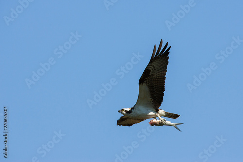 Osprey flying with fish  Florida