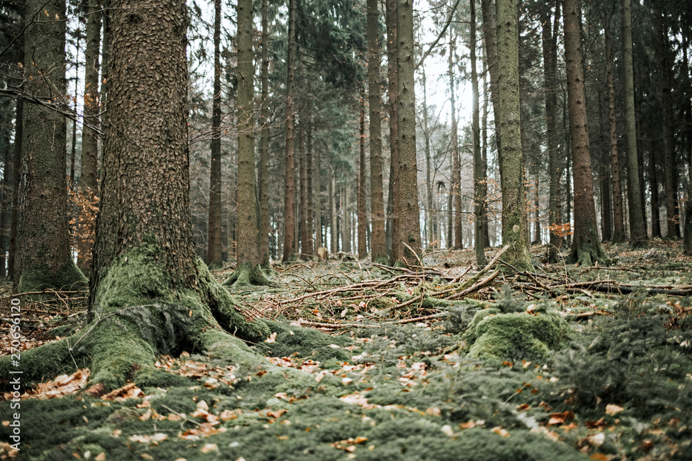 Coniferous forest Coniferous forest