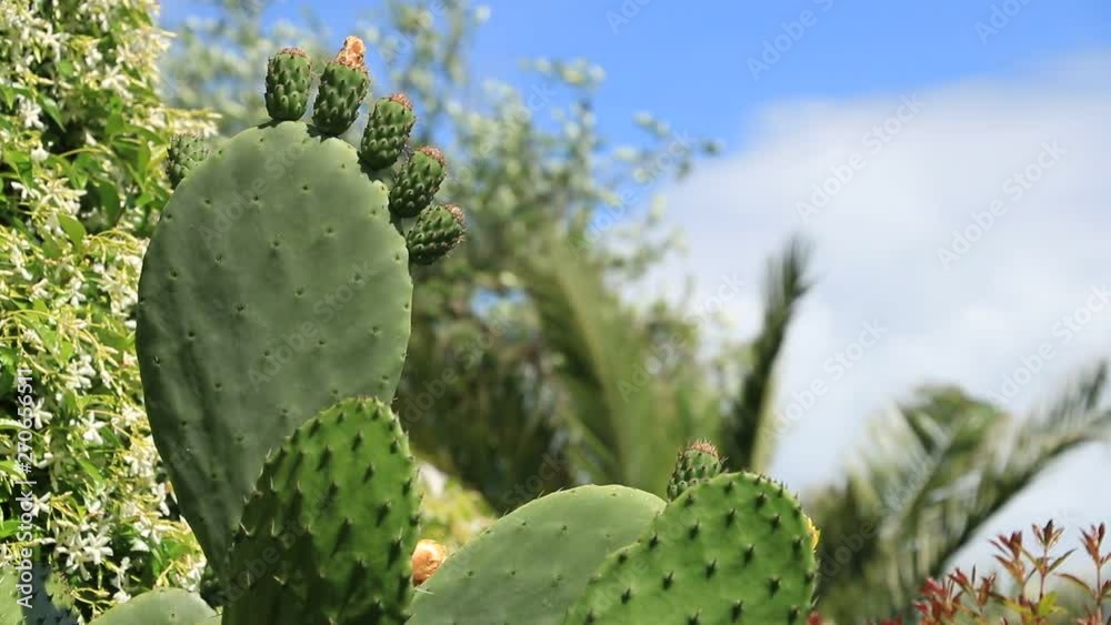 Prickly pear cactus with small fruits in a Mediterranean garden of Liguria. The plant is typical of the Ligurian coast and the Cinque Terre. Prickly pear cactus with small fruits in a Mediterranean garden of Liguria. The plant is typical of the Ligurian coast and the Cinque Terre.
