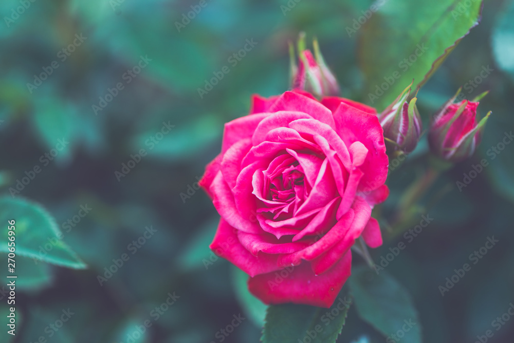 pink rose in garden