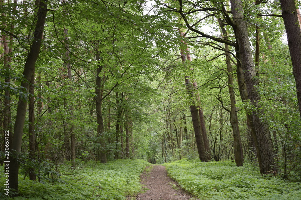 Obraz premium Obrazek