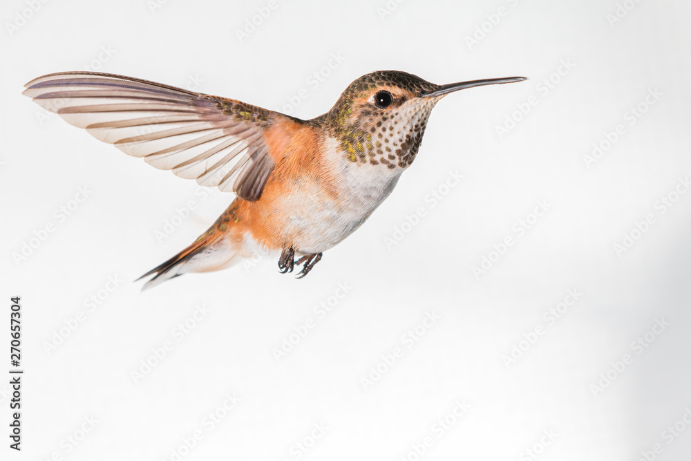 Broad Tailed Hummingbird in Flight Broad Tailed Hummingbird in Flight