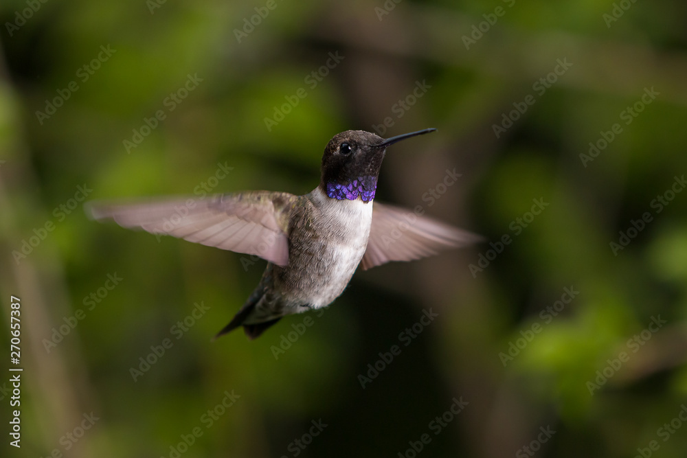 Fototapeta premium Black Chinned Hummingbird in Flight