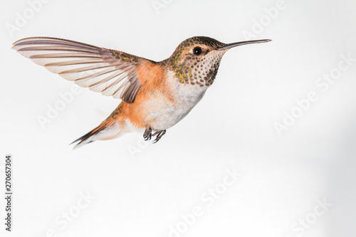 Broad Tailed Hummingbird in Flight © Benjamen McLachlan